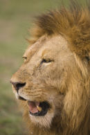 Lion [male]